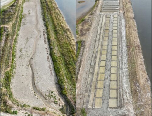 Entretien et réhabilitation de marais salicoles